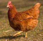 6 lohman brown kippen 2 jaar oud ( voor slacht kan ), Vrouwelijk, Kip