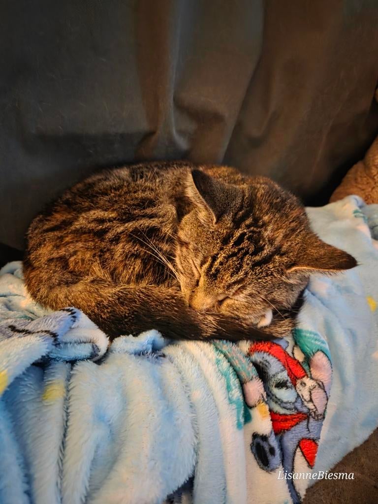 Niet tekoop! Gezocht, vriendje/vriendinnetje, Dieren en Toebehoren, Katten en Kittens | Overige Katten, Geslacht onbekend