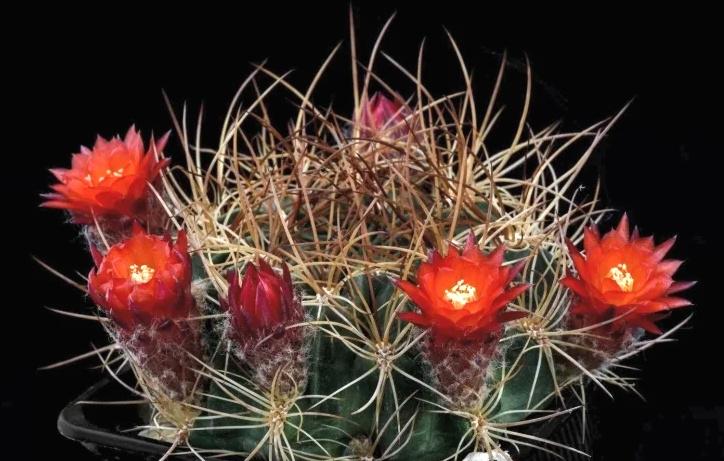 cactus - Lobivia minutiflora - stekjes, Huis en Inrichting, Kamerplanten, Verzenden, Cactus, Volle zon, Minder dan 100 cm