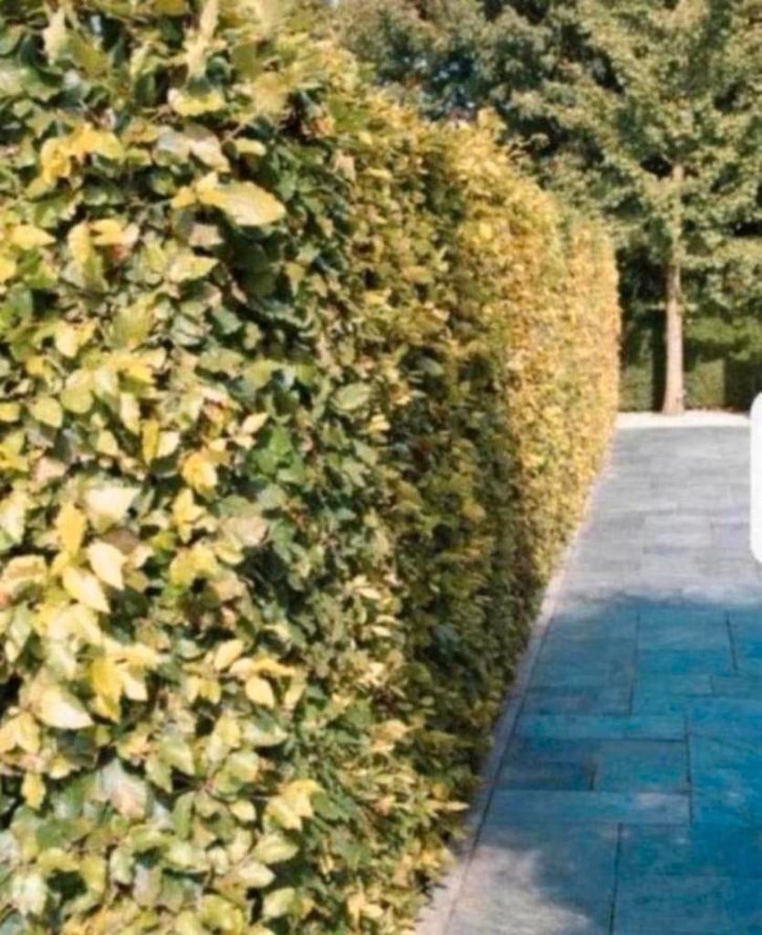 Beukenhaag AANBIEDING, Ophalen of Verzenden, Beukenhaag, 100 tot 250 cm