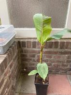 winterharde banaan Ever Red (Musa sikkimensis, Volle zon, Vaste plant, Bloeit niet, Ophalen