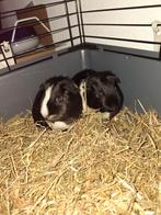 2 lieve cavia's + toebehoren., Dieren en Toebehoren, Knaagdieren, Cavia, Mannelijk, Januari, Tam