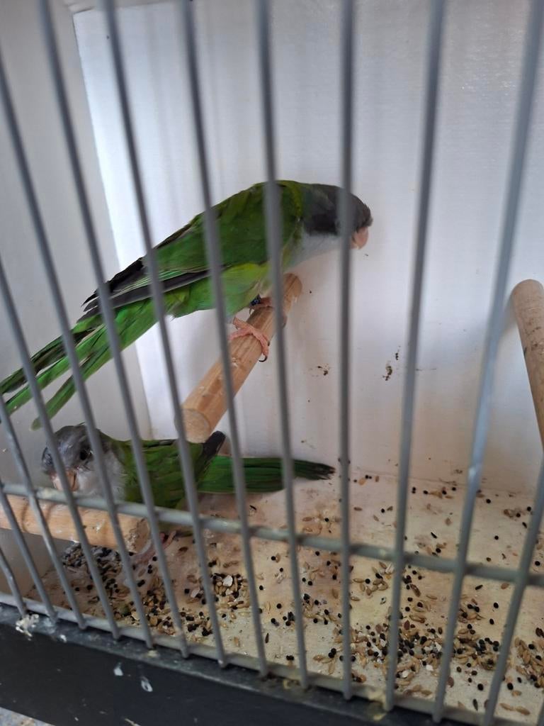 Koppel aymara parkieten, Meerdere dieren, Parkiet