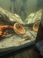 Neocaridina jonge garnalen  AKTIE, Dieren en Toebehoren, Kreeft, Krab of Garnaal