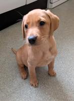 Mooi Red Fox Labrador teefje met overbeet, Parvo, 8 tot 15 weken, Teef, Labrador retriever