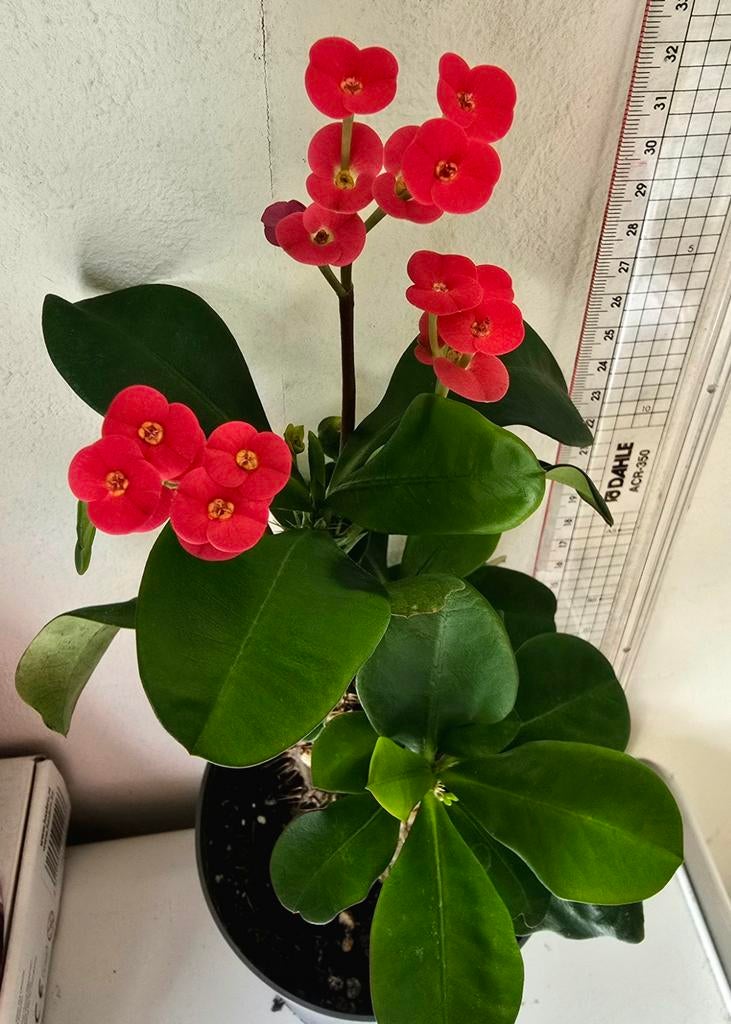 Christusdoorn of Euphorbia milii., Ophalen of Verzenden, Halfschaduw, Minder dan 100 cm