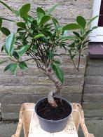 Bonsai ficus ginseng, In pot, Minder dan 100 cm, Bonsai, Groene kamerplant