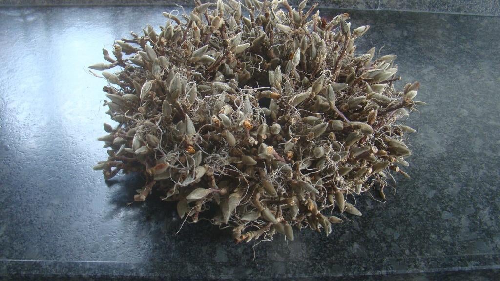 Krans van magnolia takken, Ophalen of Verzenden, Nieuw