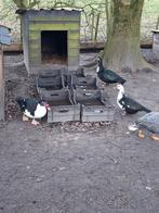 Muscus eenden, Ophalen of Verzenden, Overige typen