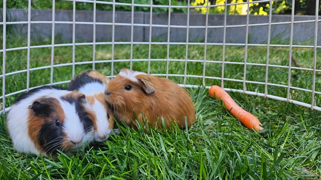 Jonge cavia's: 3 vrouwtjes en 2 mannetjes, Dieren en Toebehoren, Meerdere dieren, Tam, Maart, Cavia
