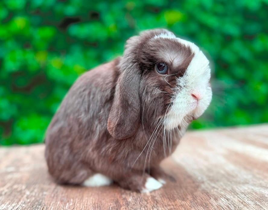 Prachtig mooi mega lief gecastreerd geënt Minilop rammetje, Dieren en Toebehoren, Konijnen, Mannelijk, Klein, Hangoor, 3 tot 5 jaar