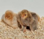 Sabelpoot kriel kuikens hennen in verschillende kleuren, Meerdere dieren, Kip