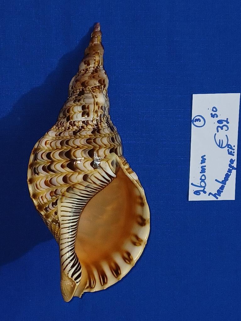 Schelpen, Charonia tritonis, Ophalen of Verzenden, Schelp(en)