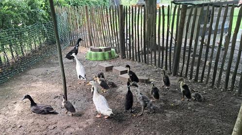 Mannetjes eenden, Dieren en Toebehoren, Pluimvee, Eend, Mannelijk