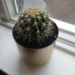 Echinocactus Grusonii - Schoonmoedersstoel in Gouden Pot, Ophalen of Verzenden