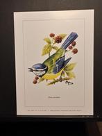 Pimpelmees - Buzin - prent kunst  afmeting  18 x 24 cm, 1980 tot heden, Ophalen of Verzenden, Zo goed als nieuw, Dier