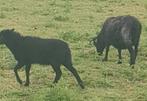Schapen quessant ooi met ooilam hebridian, Dieren en Toebehoren, Schapen, Geiten en Varkens, Meerdere dieren, Schaap
