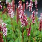 Duizendknoop zaden “Persicaria affinis Superba”, Ophalen of Verzenden, Voorjaar, Halfschaduw, Zaad