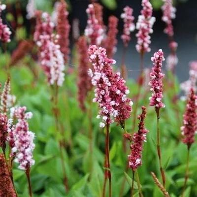 Duizendknoop zaden “Persicaria affinis Superba”, Tuin en Terras, Bloembollen en Zaden, Zaad, Voorjaar, Halfschaduw, Ophalen of Verzenden