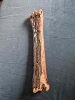 Fossiel Paardenbeen, Ophalen of Verzenden, Fossiel