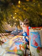 ., Dieren en Toebehoren, Poes