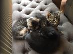 kittens, Dieren en Toebehoren, Geslacht onbekend, Kortharig, 0 tot 2 jaar