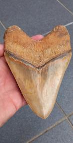 Gigantische Megalodon haaientand fossiel uit Indonesië, Verzamelen, Mineralen en Fossielen, Ophalen of Verzenden, Fossiel