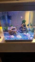 Aquarium compleet, Dieren en Toebehoren, Vissen | Aquaria en Toebehoren, Ophalen, Gebruikt, Gevuld zoetwateraquarium