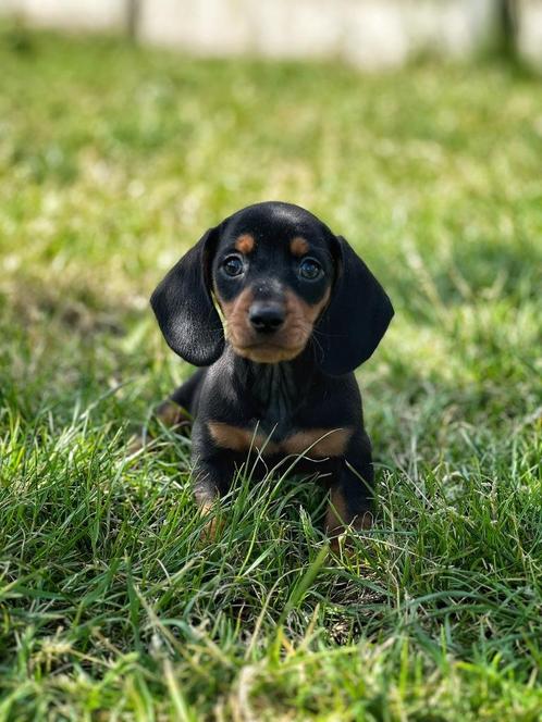 hele mooie teckel pupjes zoeken warme thuis!!, Dieren en Toebehoren, Honden | Teckels en Dashonden, Meerdere dieren, Korthaar