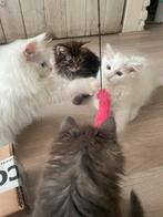 Ragdoll x noorse boskat laatste van het nest, Dieren en Toebehoren, Katten en Kittens | Raskatten | Langhaar, Kater, Gechipt