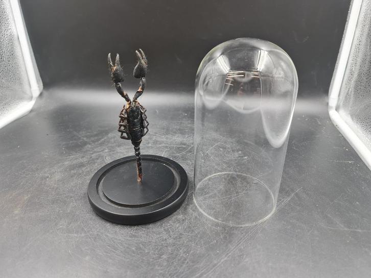 Insecten in stolp van glas geprepareerde insecten & vlinders, Verzamelen, Dierenverzamelingen, Ophalen of Verzenden