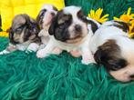 Prachtige Shih Tzu pups, Dieren en Toebehoren, Honden | Chihuahua's en Gezelschapshonden, Rabiës (hondsdolheid), Overige rassen