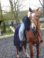 Verzorg paard/ pony gezocht, Dieren en Toebehoren, Paarden en Pony's | Verzorgingsproducten, Ophalen of Verzenden