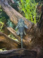 Ancitrus SP, borstelneus meerval., Dieren en Toebehoren, Vissen | Aquariumvissen, Vis