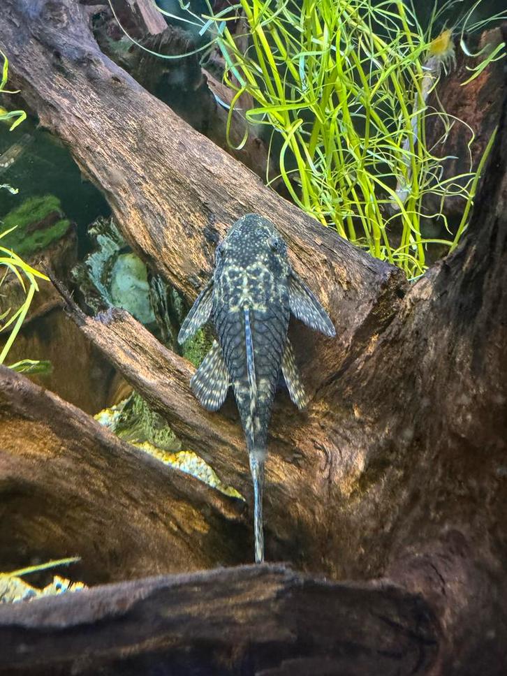 Algeneters, Ancitrus SP, borstelneus meerval., Dieren en Toebehoren, Vissen | Aquariumvissen, Vis