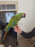 Jonge tamme Buffon aras met DNA en getest op alle ziektes, Dieren en Toebehoren, Vogels | Parkieten en Papegaaien, Vrouwelijk