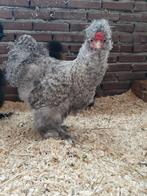 Jonge haan (Zijdehoen x USA Silkie) zoekt nieuw thuis, Mannelijk, Kip