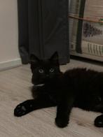 3 half langharige kittens, Dieren en Toebehoren, Poes