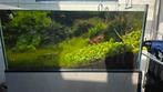 SPECIAAL Aquarium met aluminium steun, VIERKANT 90x90x45, Ophalen, Zo goed als nieuw, Gevuld zoetwateraquarium