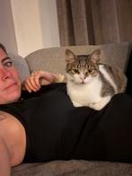 Ter adoptie lieve Jumbo katertje 4 jaar, Dieren en Toebehoren, Kater, Kortharig, 3 tot 5 jaar