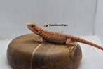 baardagaam Red/orange hypo trans vrouw, Dieren en Toebehoren, Reptielen en Amfibieën, Hagedis, 0 tot 2 jaar