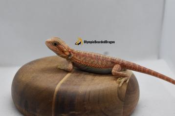 baardagaam Red/orange hypo trans vrouw beschikbaar voor biedingen