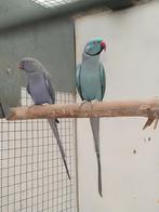 Halsbandparkieten, Dieren en Toebehoren, Meerdere dieren, Parkiet, Geringd