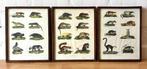 oude triptiek gekleurde afbeelding dieren encyclopedie kader, Ophalen of Verzenden