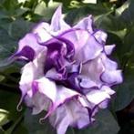 Brugmansia/datura dubbel violet zaden, Ophalen of Verzenden, Voorjaar, Halfschaduw, Zaad