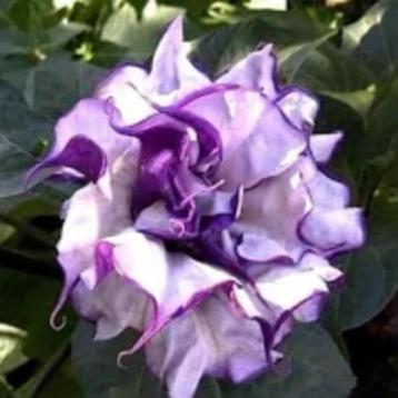 Brugmansia/datura dubbel violet zaden beschikbaar voor biedingen