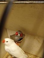 Koppel Zebra vinkjes + kooi??, Dieren en Toebehoren, Meerdere dieren, Tropenvogel