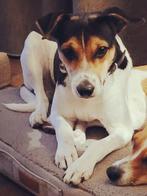 Boerenfox dekreu / staat ter dekking 🐶🐶🐶, Dieren en Toebehoren, Reu, Meerdere, 3 tot 5 jaar, Nederland