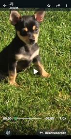 1 prachtig raszuiver black and tan chihuahua reutje., Dieren en Toebehoren, Honden | Chihuahua's en Gezelschapshonden, Reu, CDV (hondenziekte)