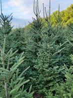 Kerstbomen te koop, Tuin en Terras, Planten | Bomen, Bloeit niet, Overige soorten, 100 tot 250 cm, Ophalen